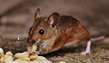 24 Hour & Emergency Exterminators in Bon Aqua, TN